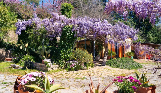 B&B Glicine