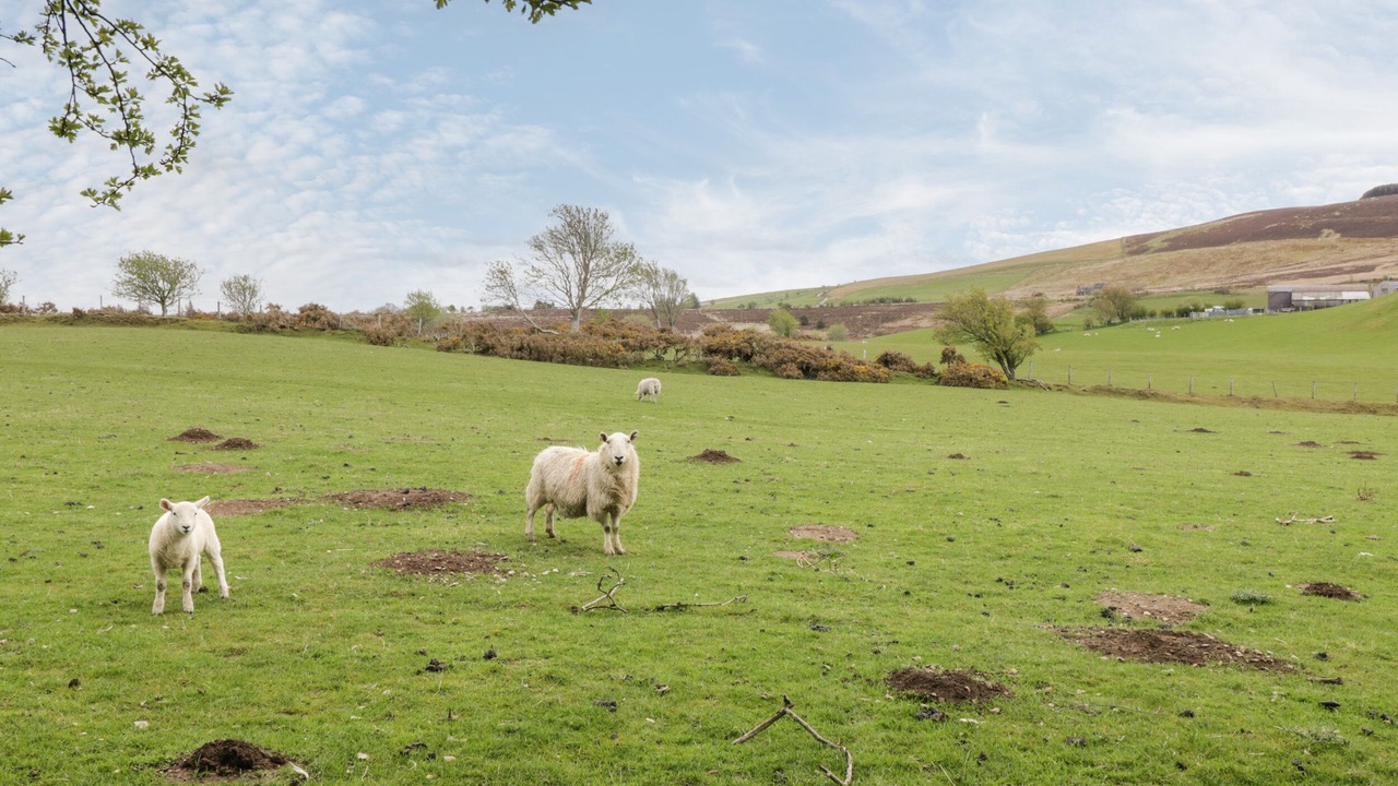 Photo of Others in Denbigh
